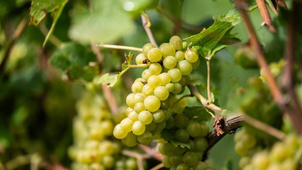 Foto-Termin Weinlese und Weinmischgetränke