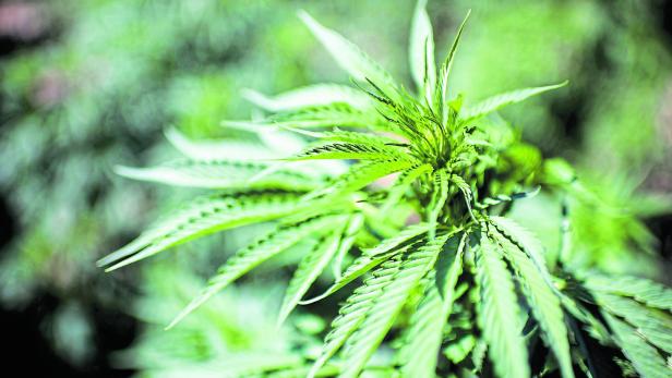 Cannabispflanze .
