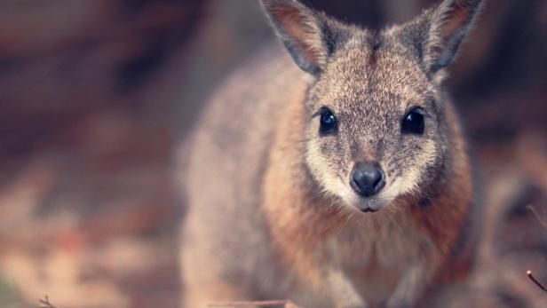 Ein Wallaby blickt aufmerksam in die Kamera