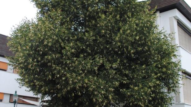 Ein Baum steht vor einem Gebäude