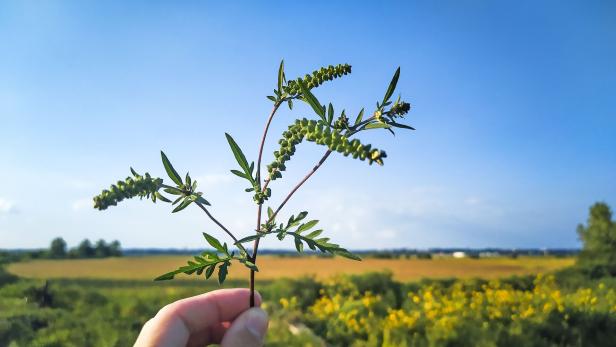 Eine Hand hält einen grünen Pflanzenzweig mit länglichen Blättern und kleinen Blüten vor einer Sommerlandschaft.