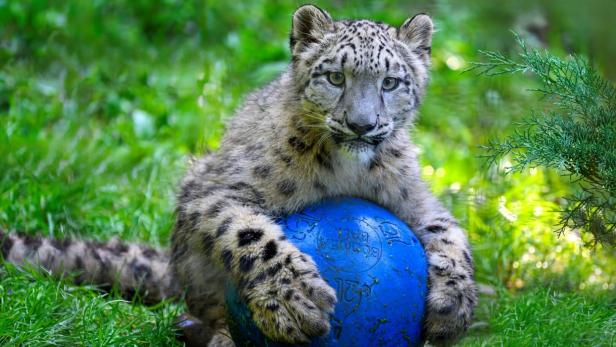 Schneeleopoard mit blauem Ball