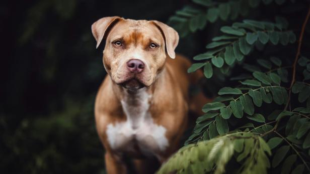 Brauner Pitbull-Hund im Gebüsch.