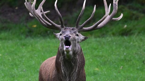 Ein Rothirsch brüllt mit weit geöffnetem Maul auf einer grünen Wiese.