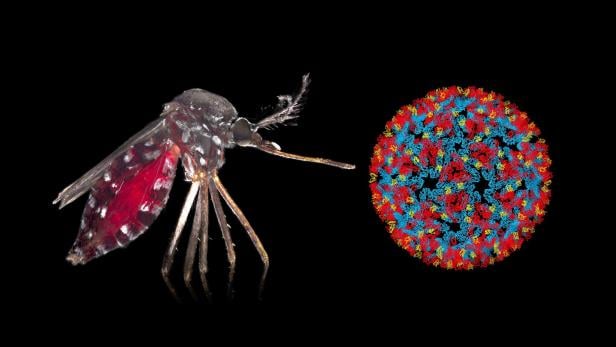Das Bild zeigt in illustrierter Form eine asiatische Tigermücke und ein schematisch dargestelltes Chikungunya-Virus.