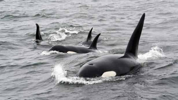Orcas versenken ein Segelboot vor der Küste in Portugal.