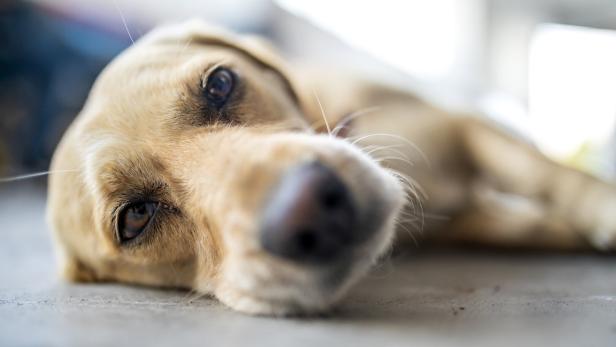 Für tollwütige Hunde gibt es keine Rettung. Ein großer Hund liegt matt am Boden.
