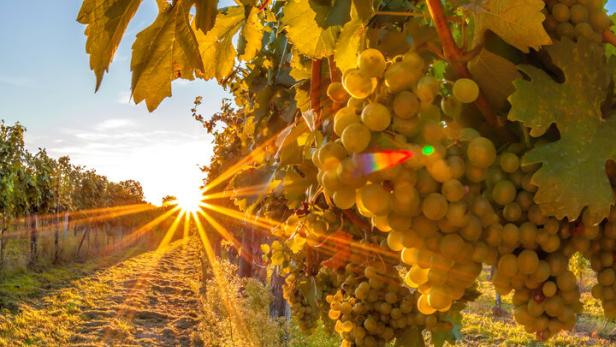 Golden sunset over vineyards in Wachau valley(Unesco world heritage site) Lower Austria, Austria