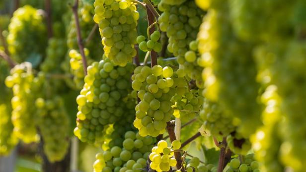 Reife, grüne Weintrauben hängen an den Rebstöcken.
