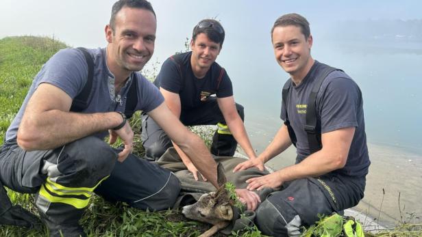 Tierrettung Ernsthofen