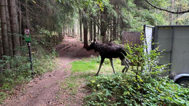 Elch Emil geht aus dem Transporter in Richtung Wald