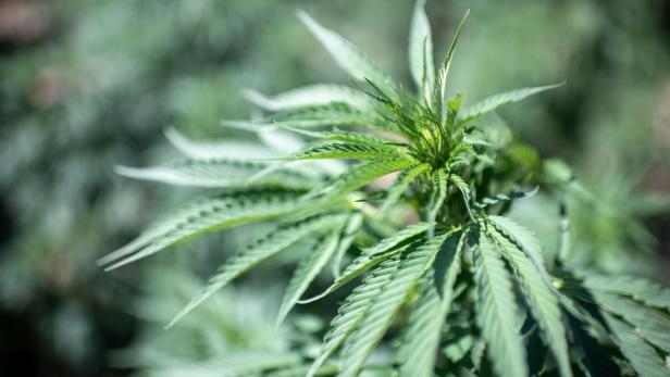Morocco legalizes cannabis cultivation for medicinal and industrial use