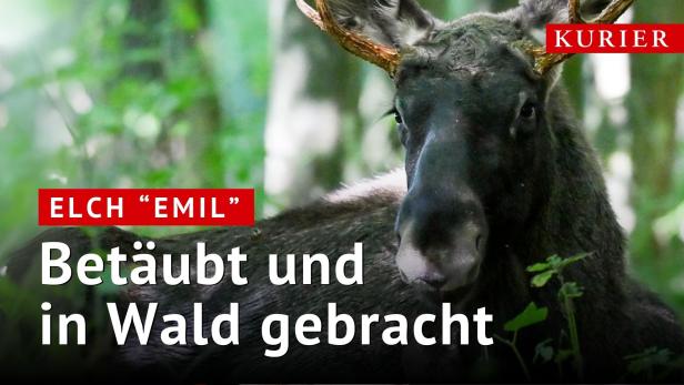Elch Emil betäubt und in Wald gebracht
