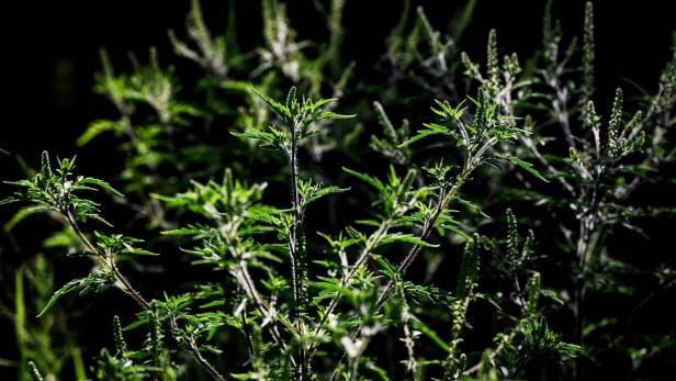 Ragweed