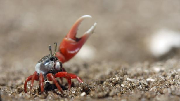Fiddler Crab ( Uca uruguayensis )
