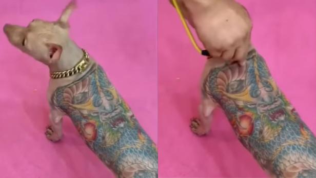 Hund mit Drachentattoo auf dem Rücken 