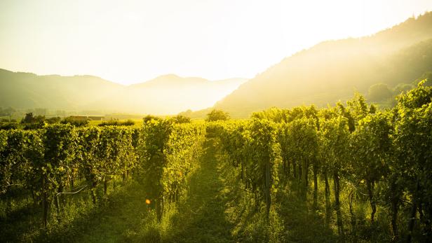 Weingarten im Sonnenlicht und Nebel