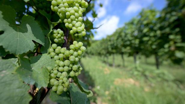 Im Weinberg hängen grüne Trauben an den Reben, im Hintergrund ist der Himmel sichtbar.
