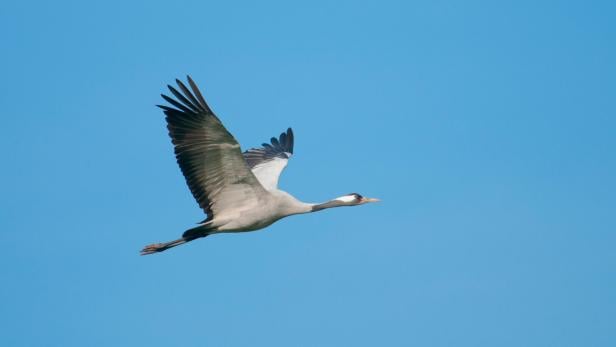 Kranich Ein Kranich fliegt vor blauem Himmel.