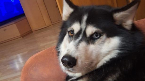 Husky Hündin Luna