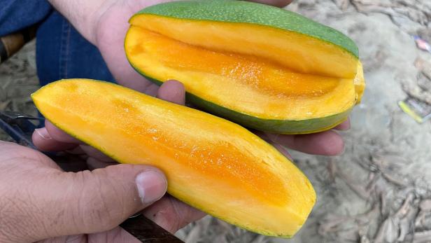 Ein Mann hält eine aufgeschnittene Mango in den Händen. 
