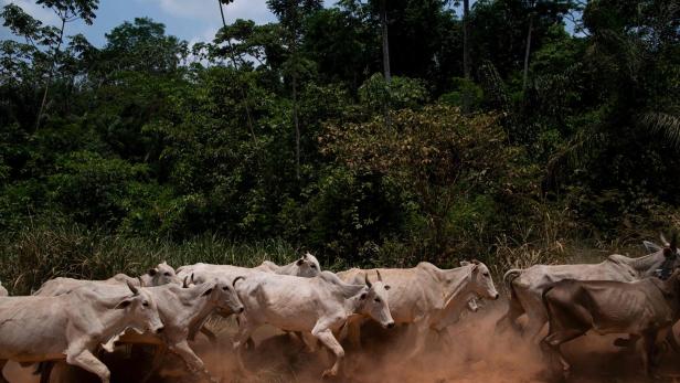 FILES-BRAZIL-ENVIRONMENT-AMAZON