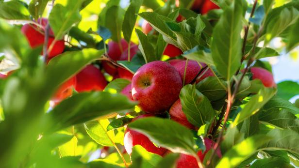 Harvest ripe crisp fresh red apples on a tree in your own garden