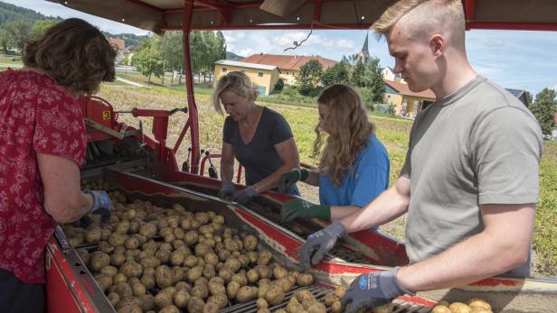 Vier Personen sortieren auf einem Feld mit Handschuhen frisch geerntete Kartoffeln auf einer Maschine.