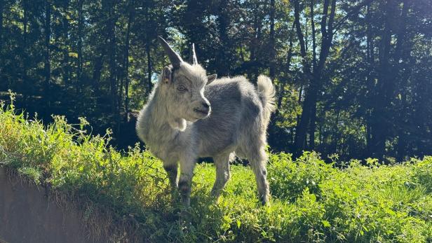 Ein junger Ziegenbock steht auf einer Wiese