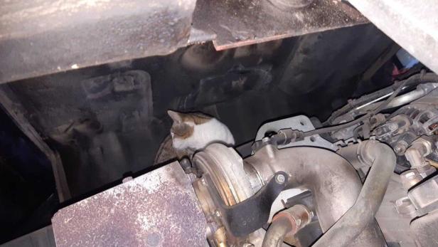 Katze im Motorraum