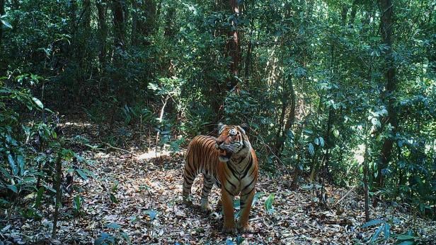 Ein Tiger in Myanmar im Wald 