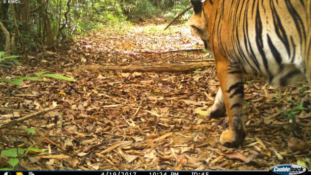 Ein Tiger in Myanmar spaziert an der Wildtierkamera vorbei. 