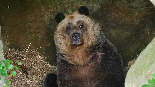 Bär Mark sitzt in seiner mit Stroh ausgelegten Höhle in Arbesbach und schaut in die Kamera.