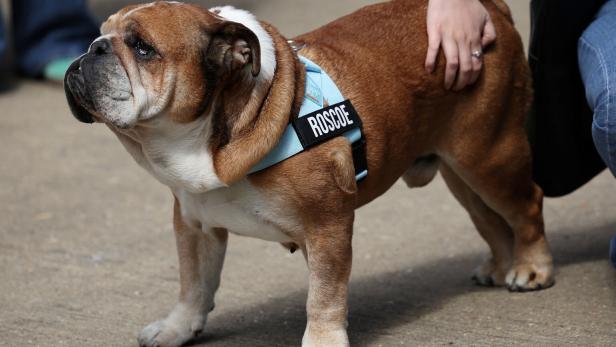 Hamiltons Hund Roscoe wurde 12 Jahre alt.