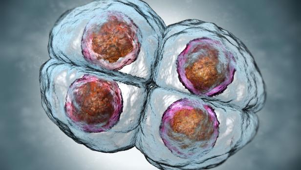 Mitosis. Four