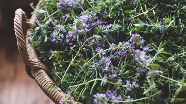 Thymian stärkt die Immunabwehr, hilft bei Erkältungen