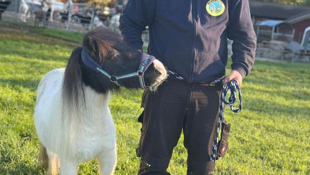 Ein Mitarbeiter der Pfotenhilfe steht auf einer grünen Wiese und hält ein kleines weiß-braunes Pony am Halfter.