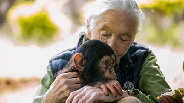 FILES-US-BRITAIN-ENVIRONMENT-BIOLOGY-ANIMALS-GOODALL