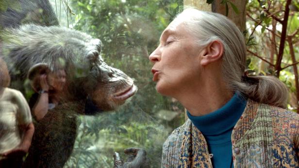 FILES-US-BRITAIN-ENVIRONMENT-BIOLOGY-ANIMALS-GOODALL