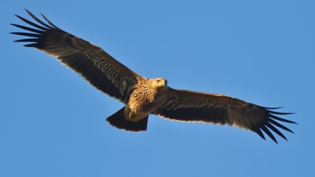 Kaiseradler