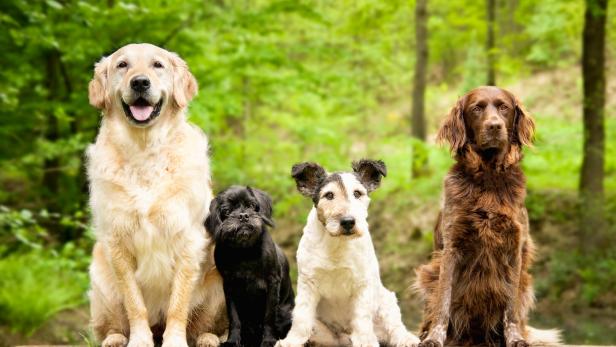 Vier Hunde unterschiedlicher Rasse sitzen nebeneinander im Wald.