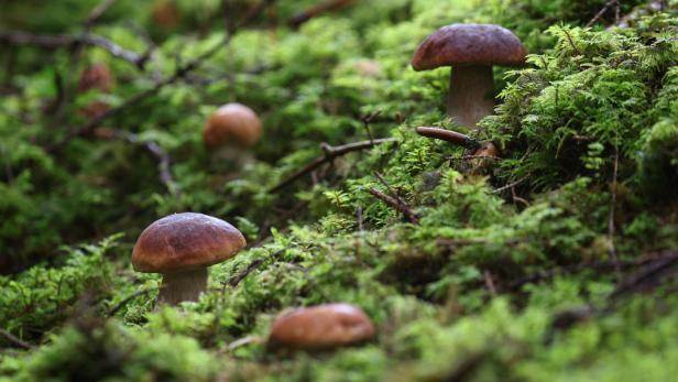 Im Wald wachsen mehrere braune Steinpilze zwischen dem grünen Moos.