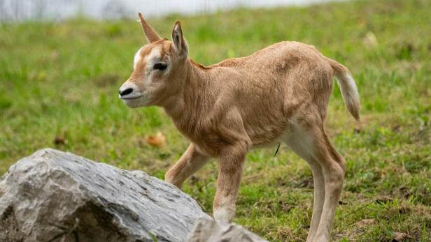 Ein junges, hellbraunes Antilopenkalb mit kleinen Hörnern steht auf einer Wiese neben einem großen Stein.