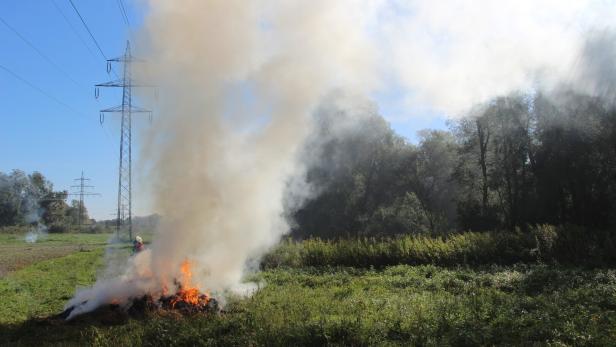 Ein Feuer qualmt stark auf einer Wiese unter Stromleitungen, Bäume sind im Hintergrund zu sehen.