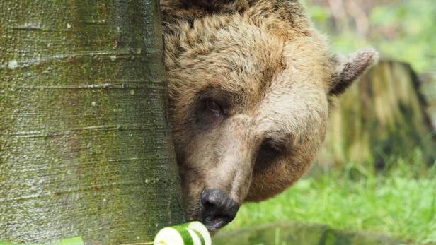 Ein Braunbär lugt hinter einem Baumstamm hervor, vor ihm aufgereihte Gurkenscheiben.