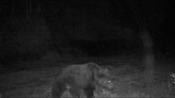 Bär auf Wildkamera im Bezirk Landeck dokumentiert