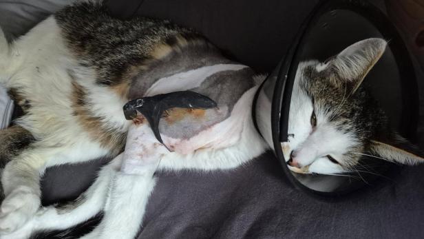 Eine weiß-braun-gescheckte Katze liegt auf einer Decke und wurden kürzlich vom Tierarzt behandelt, worauf die Halskrause und die verletzte Schulter schließen lassen.