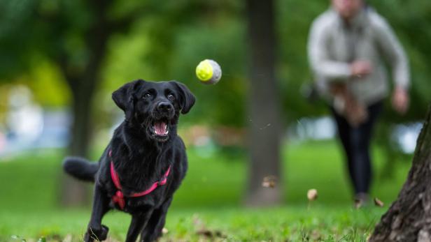 Erschossene Hunde: Jetzt schlagen Tausende Haustierbesitzer Alarm