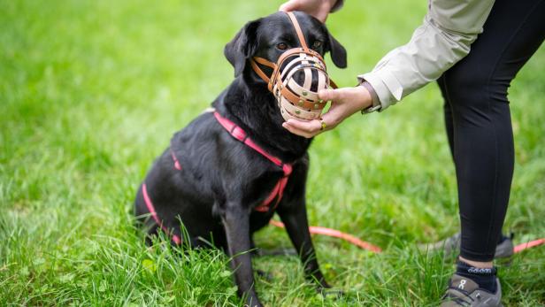 201 Anzeigen: Wiener "Hunde-Sheriffs" radeln ins dritte Jahr