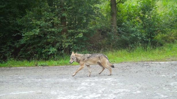 46-219288333 Ein Wolf läuft einen von Bäumen umgebenen Weg entlang.